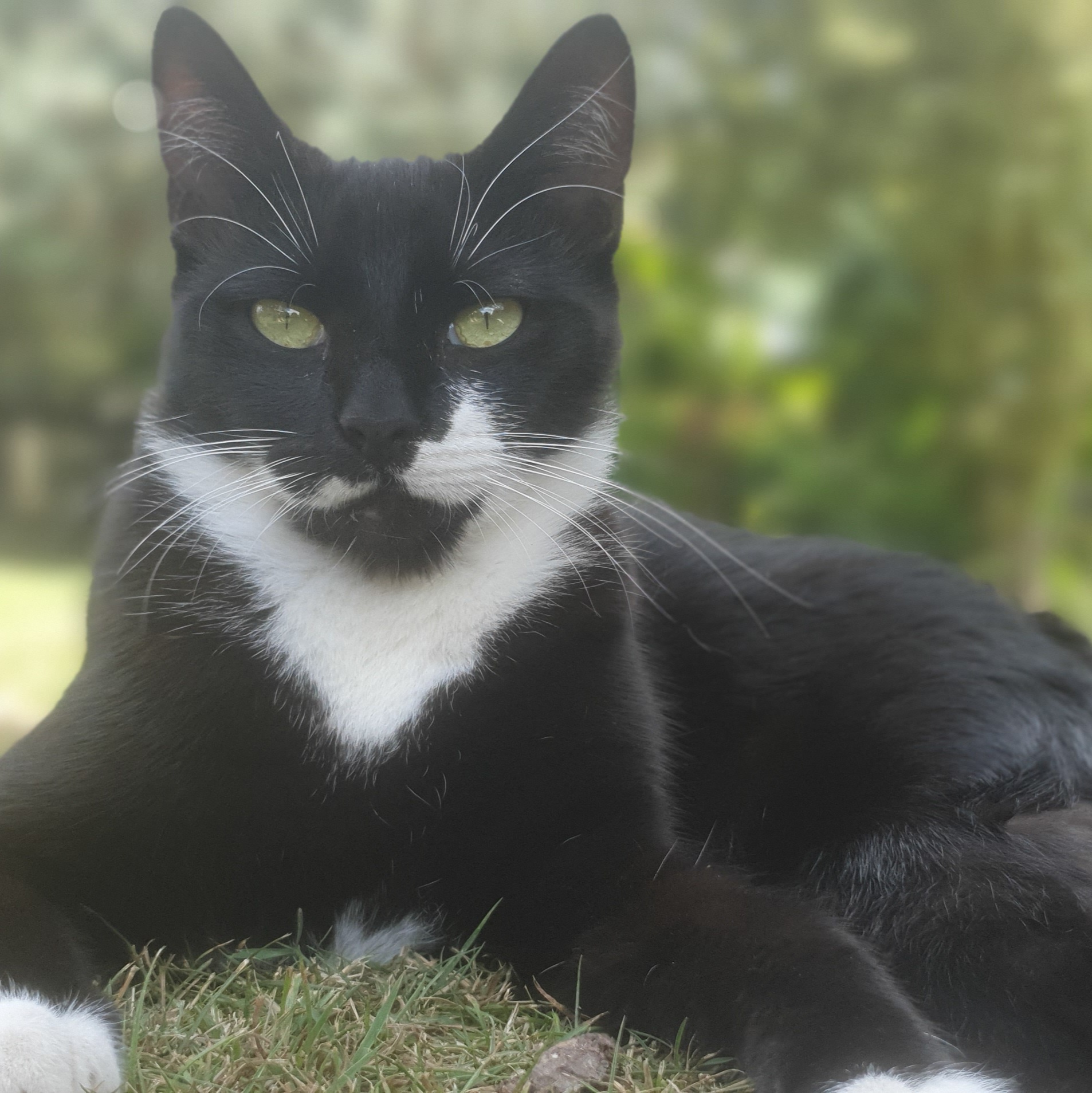 Cats » Kattcrazy